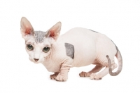 Picture of Bambino cat crouching on white background