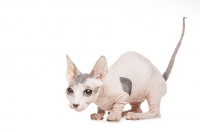 Picture of Bambino cat on white background