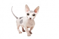 Picture of Bambino cat on white background, looking at camera