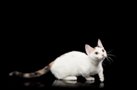 Picture of Bambino cat walking on black background