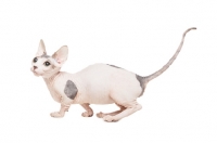 Picture of Bambino cat walking on white background