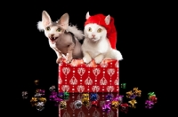 Picture of Bambino Cat with santa red hat on, in a box