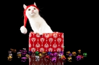 Picture of Bambino Cat with santa red hat on, in a box