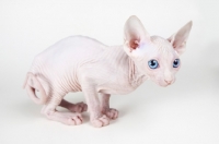 Picture of Bambino kitten crouching on white background