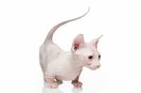 Picture of Bambino kitten on white background