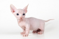 Picture of Bambino kitten on white background