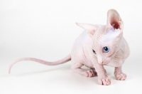 Picture of Bambino kitten on white background