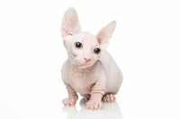 Picture of Bambino kitten on white background