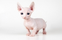 Picture of Bambino kitten on white background