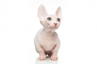 Picture of Bambino kitten on white background