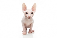 Picture of Bambino kitten on white background