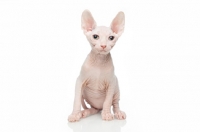 Picture of Bambino kitten on white background