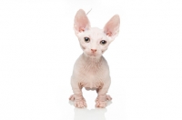 Picture of Bambino kitten on white background