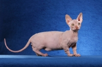 Picture of bambino standing on blue background