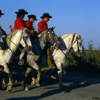 Picture of bandido, camargue ponies and gardiens escorting bull to bullring for games