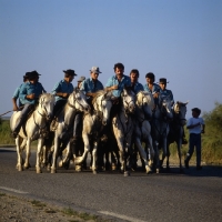 Picture of bandido, camargue ponies and gardiens escorting bull to bull ring for games.