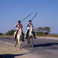 Picture of bandido, camargue ponies and gardiens returning home after escorting bull to bull ring for games.