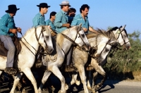 Picture of bandido, gardiens escorting bull to games on road near les saintes maries de la mer, camargue ponies