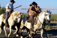 Picture of bandido, gardiens escorting bull to games on road near les saintes marie de la mer, camargue ponies