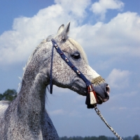 Picture of Bandola, Polish Arab mare  
at janow podlaski stud, head study 