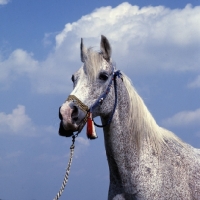 Picture of Bandola, Polish Arab mare at janow podlaski stud