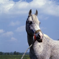 Picture of Bandola, Polish Arab mare head and shoulders 