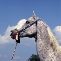 Picture of Bandola Polish Arab mare head study