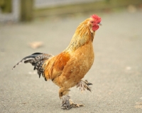 Picture of Bantam cockerel