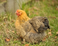 Picture of Bantam hen