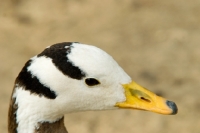 Picture of bar headed goose portrait