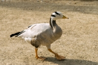 Picture of bar headed goose side view