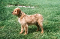 Picture of Barak, also known as Bosnian Coarse-haired Hound or Bosanski Ostrodlaki Gonic. Taken by Kocbek