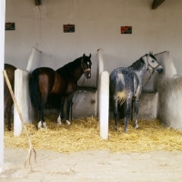 Picture of barb and moroccan arab in stable