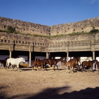 Picture of barb and moroccan arab mares and foals within ancient city walls at meknes morocco