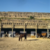 Picture of barb and moroccan arab mares and foals within ancient city walls at meknes morocco