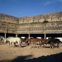 Picture of Barb horses and foals in ancient yard at Meknes