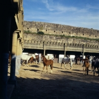 Picture of barb mares and foals within ancient city walls at meknes morocco