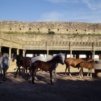Picture of barb mares and moroccan arabs mares, foals within ancient city walls at meknes morocco