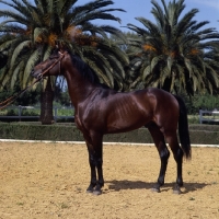 Picture of Barb stallion at Meknes