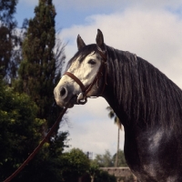 Picture of Barb stallion at Temara head study