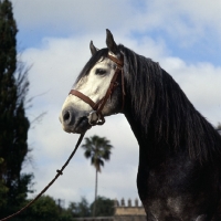 Picture of barb stallion at temara, morocco, head study