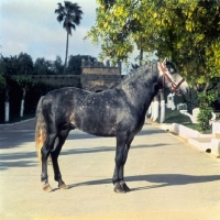 Picture of Barb stallion at temara, morocco