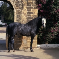 Picture of Barb stallion at Temara