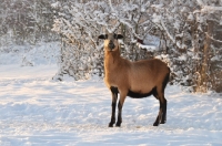 Picture of Barbados Blackbelly in snowy field