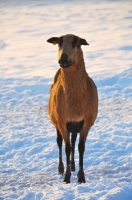 Picture of Barbados Blackbelly in winter