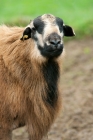 Picture of barbados blackbelly ram looking towards camera