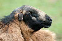 Picture of barbados blackbelly ram looking ahead