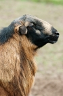 Picture of barbados blackbelly ram