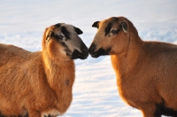 Picture of Barbados Blackbelly sheep showing affection