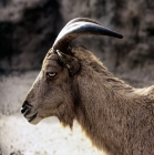 Picture of barbary sheep at london zooo